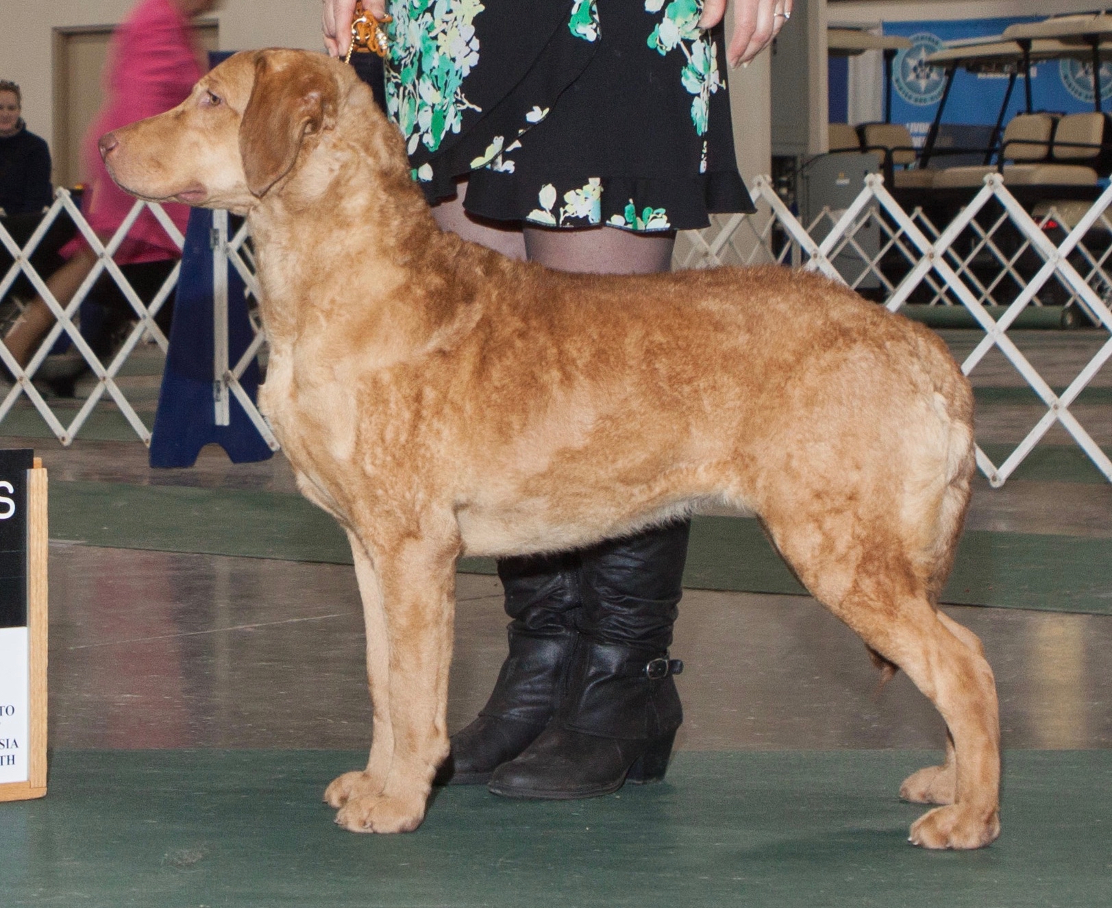 Blonde chesapeake hot sale bay retriever